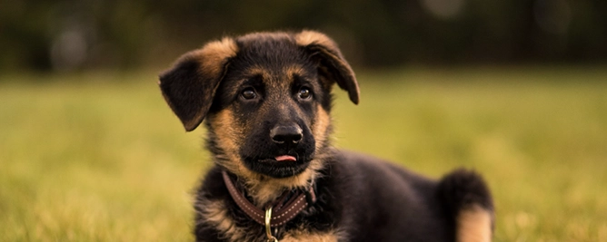 zwart-bruin hond
