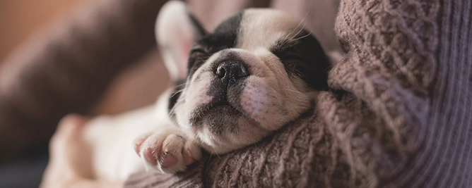 slapende hond