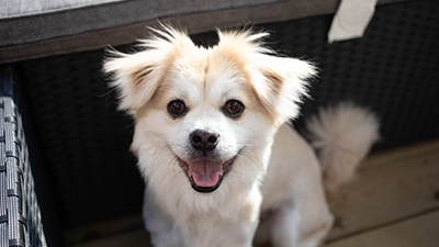 Foto witte hond