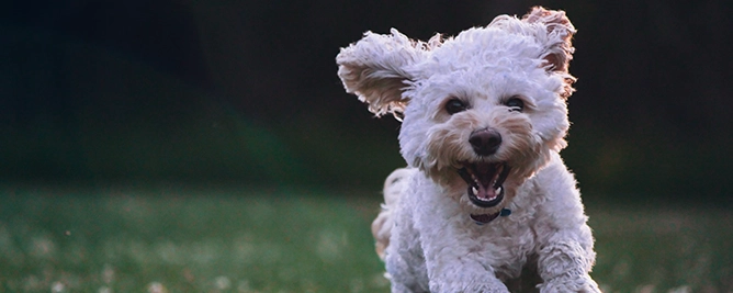 witte krullend hond