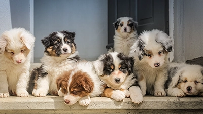 Foto groep puppy's