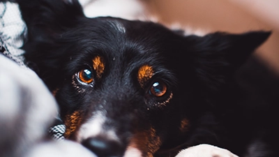 Foto zwarte hond